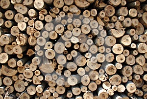 Biomass photo