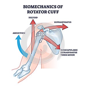 Biomechanics of rotator cuff with anatomical movement types outline diagram