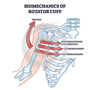 Biomechanics of rotator cuff and anatomical skeleton movement outline diagram