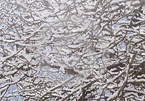 Biomorph shapes, structures and patterns