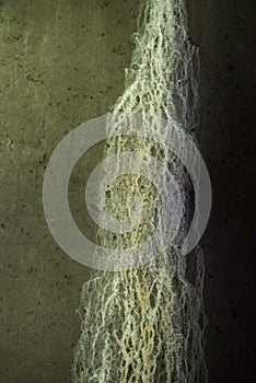 Biomorph shapes, structures and patterns