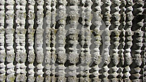 Biomorph shapes, structures and patterns