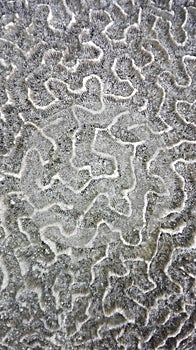 biomorph shapes, structures and patterns