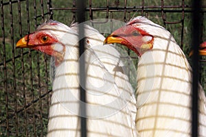Bionda Chicken photo