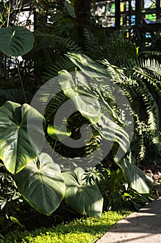 BIOPHILIC trend. Monstera leaves in a winter garden.