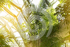 BIOPHILIC trend. Tropical leaves with sunlight in a winter garden.