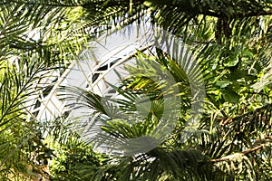 BIOPHILIC trend. Tropical leaves in a winter garden.