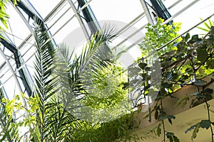 BIOPHILIC trend. Tropical leaves in a winter garden.