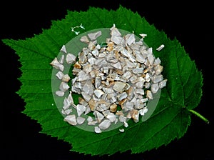 Biopolymer on fresh leaf