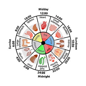 Daily Biorhythm of Internal Organs.