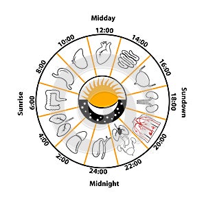 Daily Biorhythm of Internal Organs.