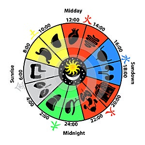 Daily Biorhythm of Internal Organs.