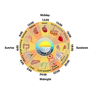 Daily Biorhythm of Internal Organs