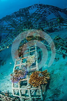 Biorocks of coral reefs in Gili, Lombok, Nusa Tenggara Barat, Indonesia underwater photo photo