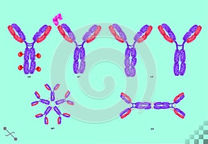 BioScience antibody types immunoglobulin, Y-shaped molecules that bind to specific antigens viral or bacterial proteins
