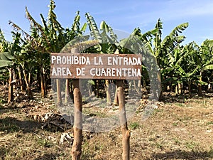 Biosecurity quarantine sign restricted zone within banana farms infected with Fusarium wilt Foc TR4 photo