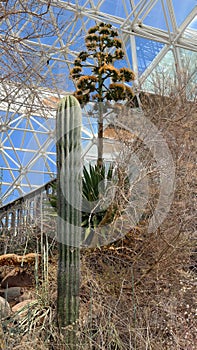 BioSphere 2 - Interior Desert Eco System