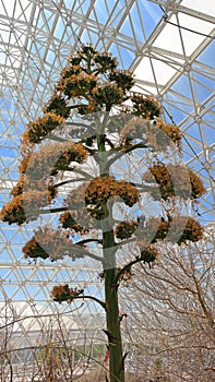 BioSphere 2 - Interior Vegetation