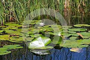 Biosphere of the Danube Delta