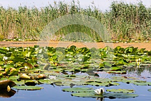 Biosphere of the Danube Delta