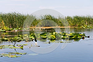 Biosphere of the Danube Delta