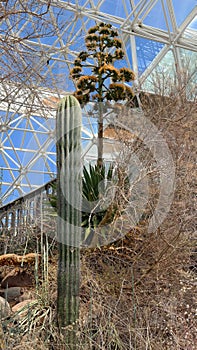 BioSphere 2 - Interior Desert Eco System photo