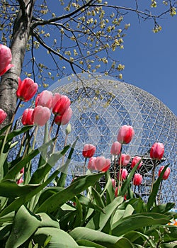Biosphere of Montreal, pink tulips, Quebec