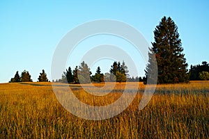 Golden oat grass growing in the Biosphere reserve Rhoen, landscape in sunset light in summer photo