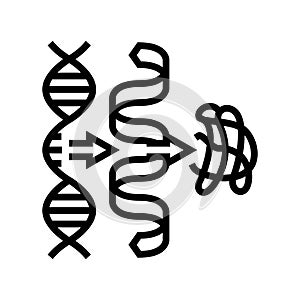 biosynthesis biochemistry line icon vector illustration photo