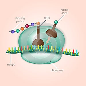 Biosynthesis of protein on ribosome in vector