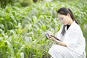 Biotechnology asian woman engineer examining plant leaf for disease, science and research experimental test concept