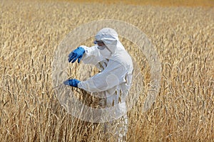 Biotechnology engineer on field examining ripe ears of grain