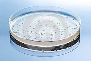 Biotechnology and research of new drugs, concept of antibiotic resistance photo