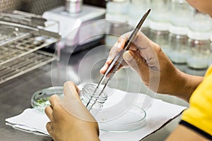 biotechnology scientist working in plant tissue culture laboratory