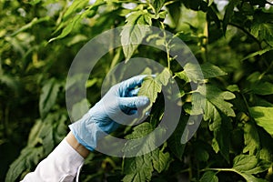 Biotechnology woman engineer examining plant leaf