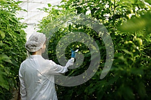 Biotechnology woman engineer examining plant leaf