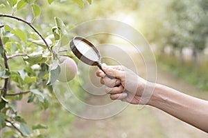 Biotechnology woman engineer examining plant leaf for disease