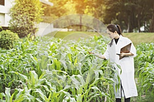 Biotechnology woman engineer examining plant leaf for disease