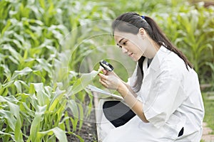 Biotechnology woman engineer examining plant leaf for disease