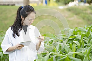 Biotechnology woman engineer examining plant leaf for disease, science and research concept