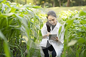 Biotechnology woman engineer examining and record data plant leaf for disease