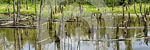 Biotope with old trees in water
