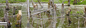 Biotope with tree stumps