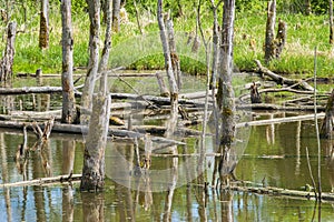 Biotope with tree stumps in water