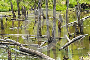 Biotope with tree stumps in water