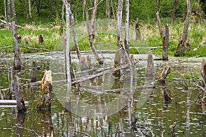 Biotope with tree stumps in water