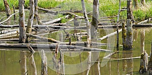 Biotope with tree stumps