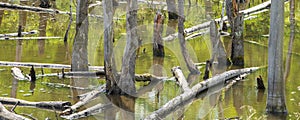Biotope with tree stumps in the water