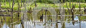 Biotope with tree stumps in the water