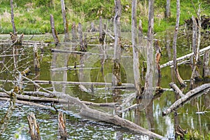 Biotope with tree stumps in the water